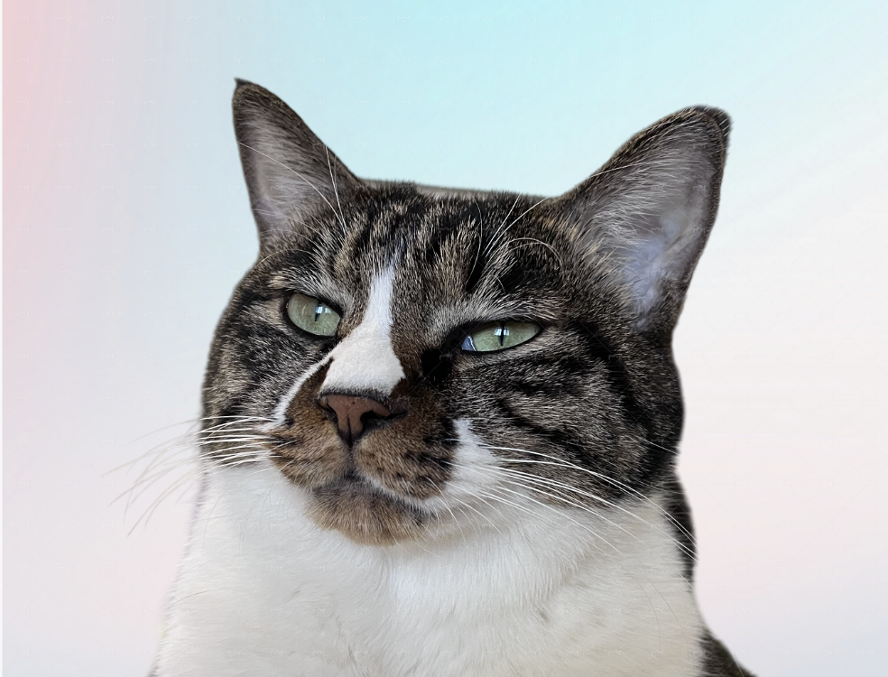 猛犸的猫咪头像